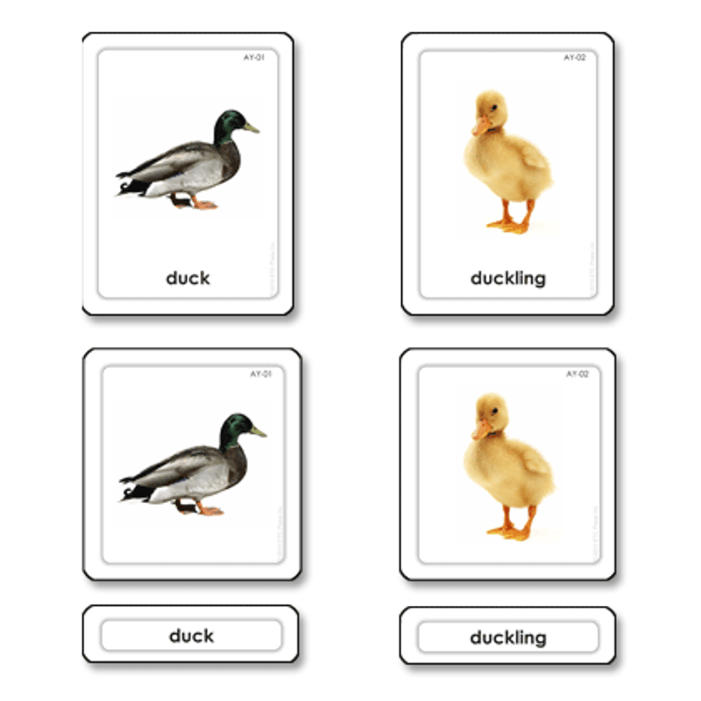 Animal young 3 part cards (printed on pvc)