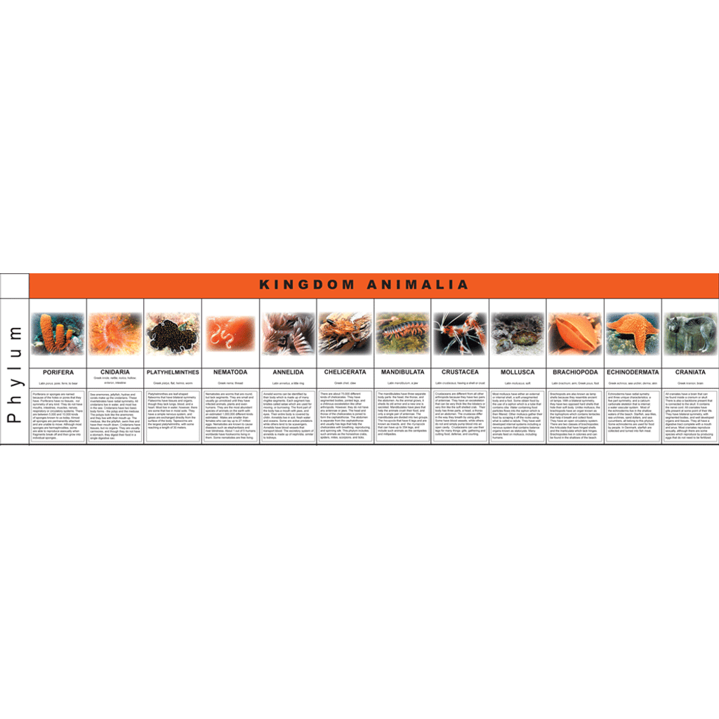 Animalia Kingdom Charts (printed on pvc cards)