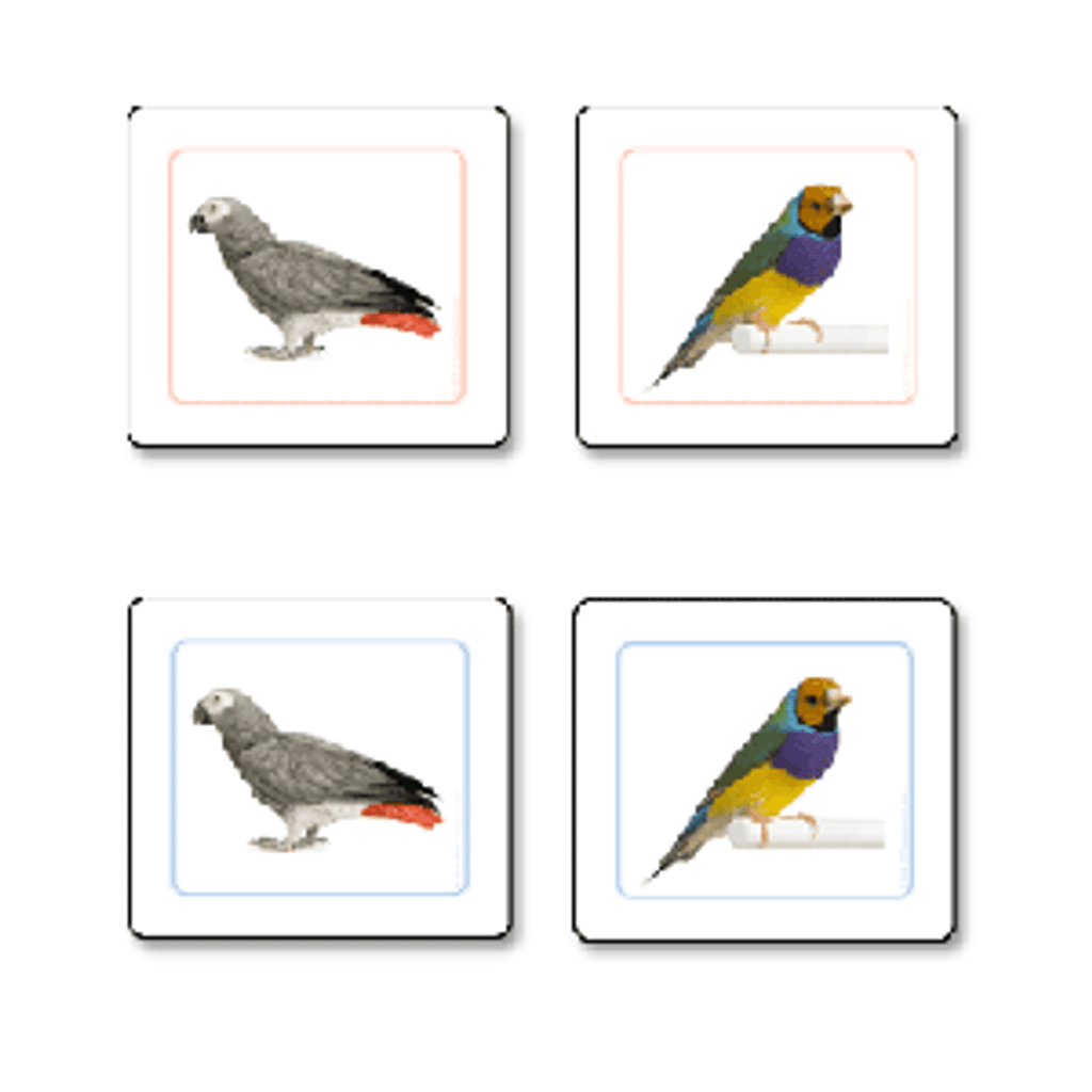 Birds Matching Cards pvc