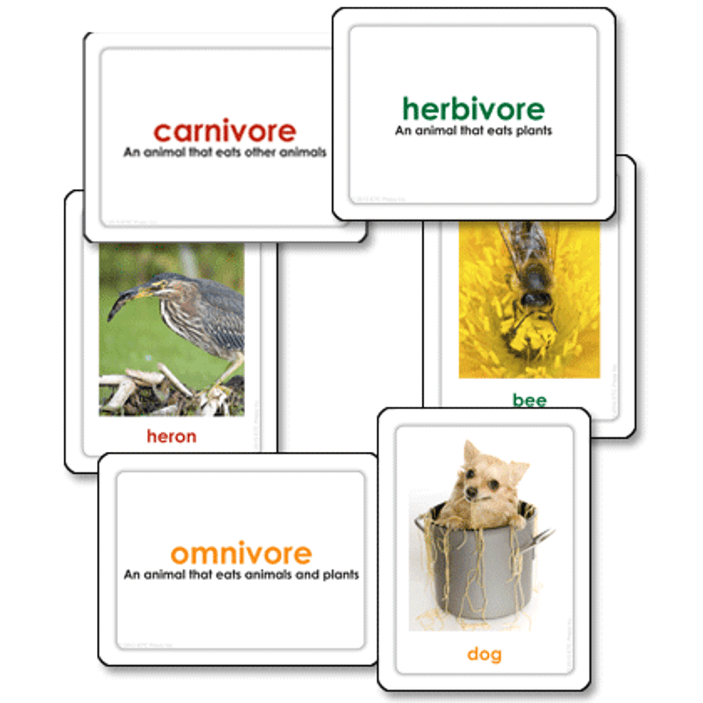 Carnivores,Herbivores & Omnivores