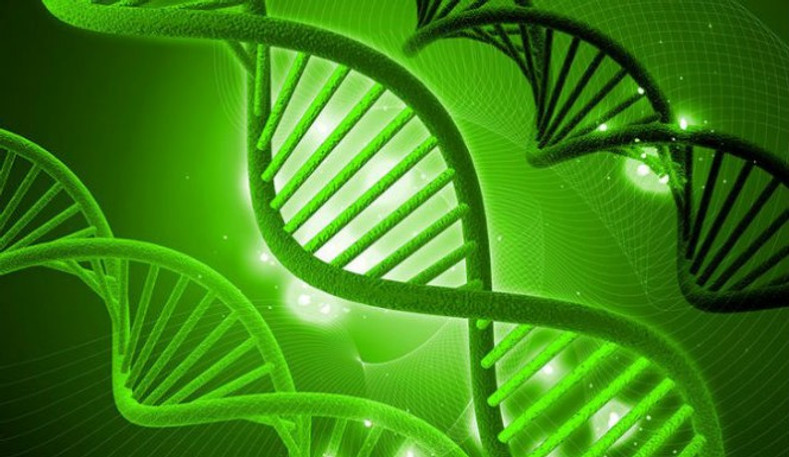 Hemp Can Repair DNA