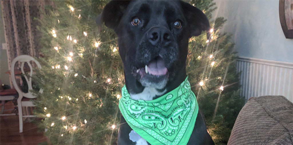 Bright Colored Wunder Dog Bandana Helps Save Dog