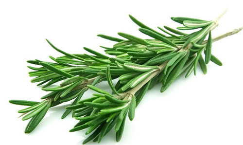 ALECRIM (Rosmarinus officinalis)