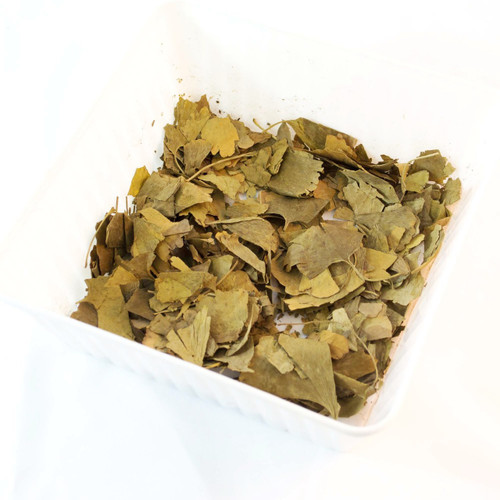 GINKGO BILOBA (Ginkgo biloba)