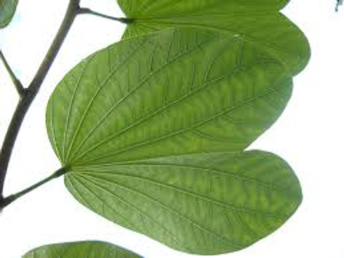 PATA DE VACA (Bauhinia forficata)