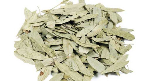 SENE (Cassia augustifolia)