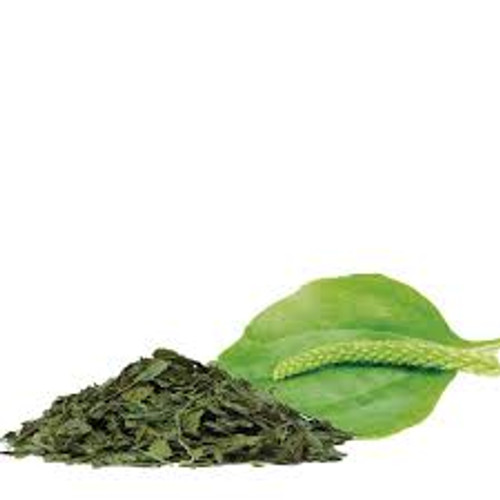 TANCHAGEM (Plantago major)