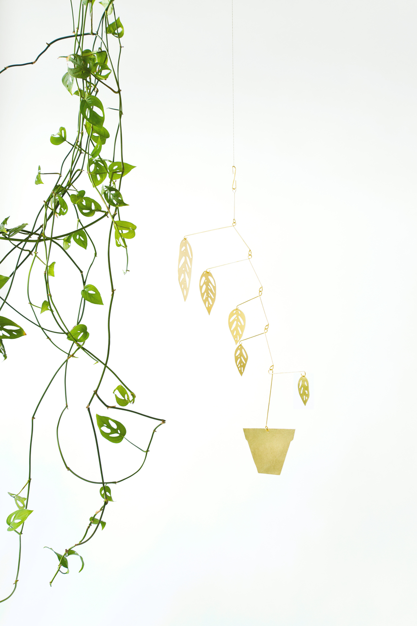 Natalie Joy Monstera Adansonii Mobile