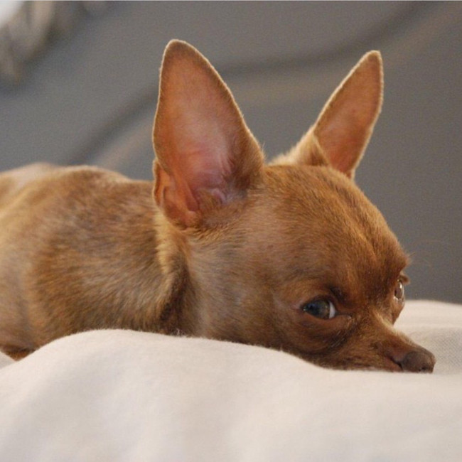 How do Dogs Get Themselves so Deep Inside your Soul and Spirit?