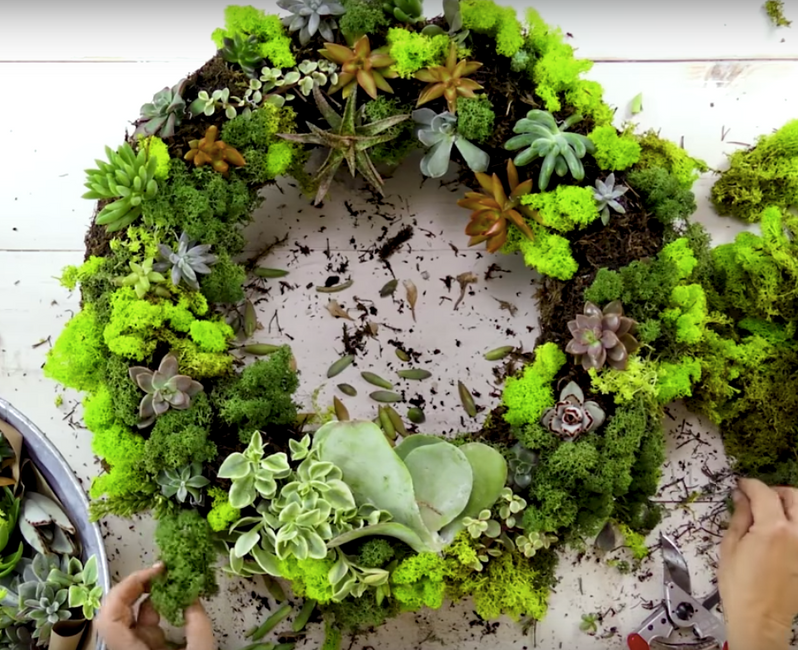 Succulent Wreath DIY
