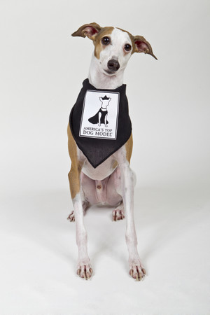 America's Top Dog Model Signature Black Cotton Bandana