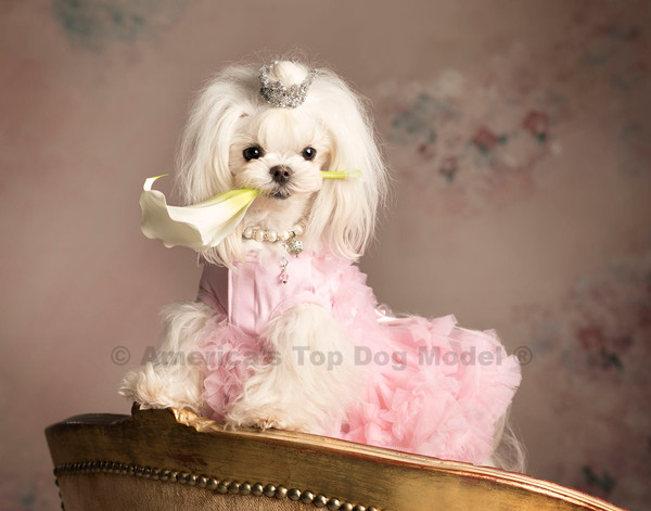 Meet America's Top Dog Model 2017