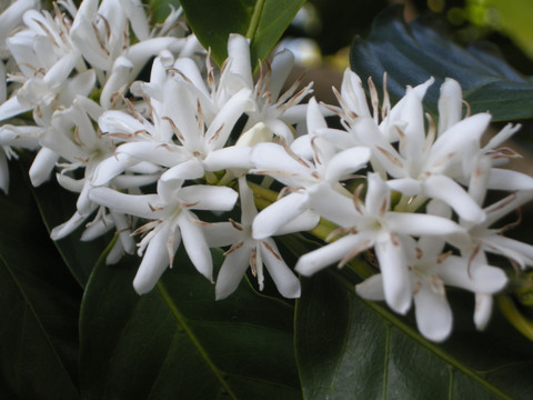 Kona Snow - A magical experience when coffee is flowering