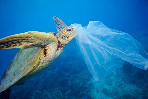 How do plastic bags impact our environment?