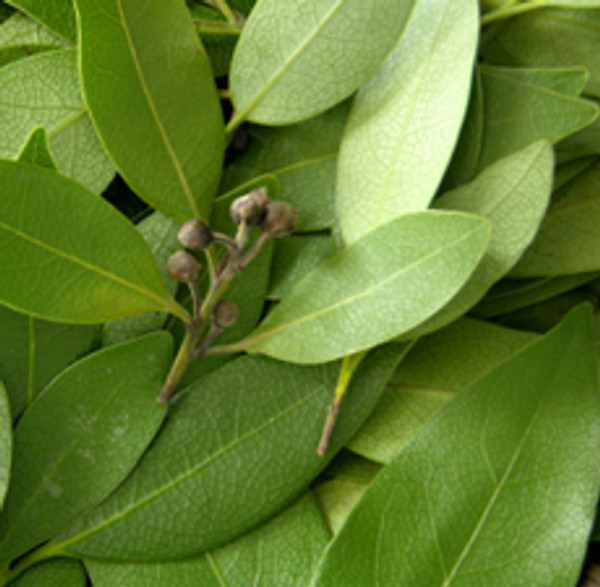 Bay Leaf Essential Oil Bay Leaf Essential Oil