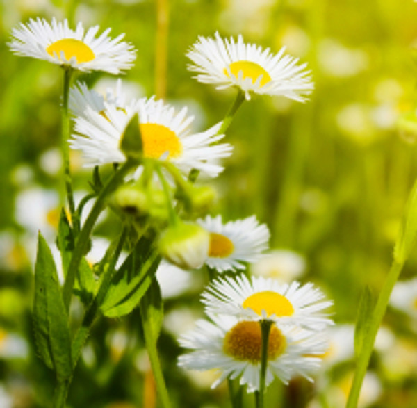 Chamomile Blue German (3% Dilution) | ESSENTIAL OIL Chamomile Blue German (3% Dilution) | ESSENTIAL OIL