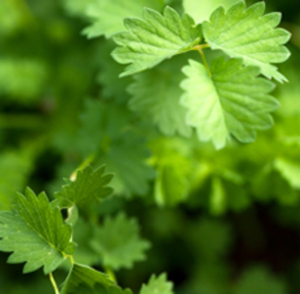Aniseeed | ESSENTIAL OIL Aniseeed | ESSENTIAL OIL