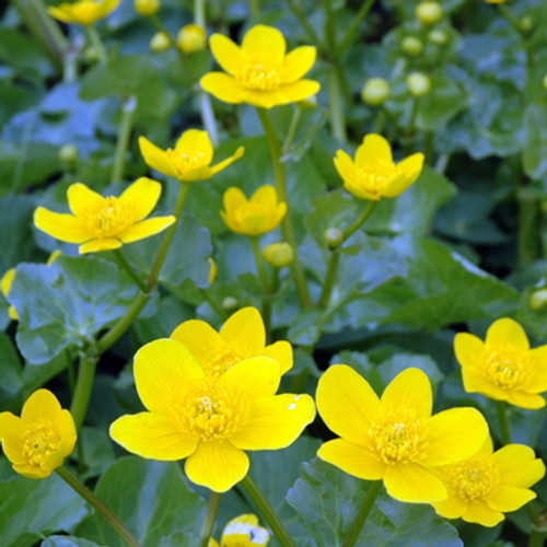 Giant Marsh Marigold