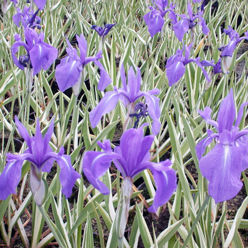 Blue/Purple Laevigate Water Iris
