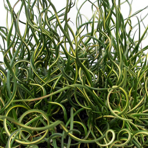 Giant Variegated Corkscrew Rush