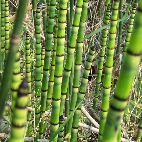Horsetail