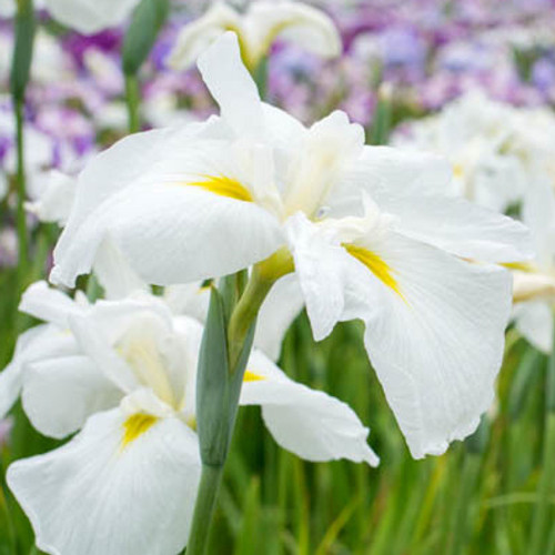 Alba White Water Iris