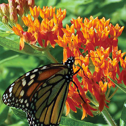 Butterfly Flower