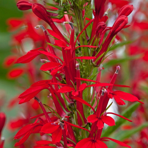 Cardinal Flower