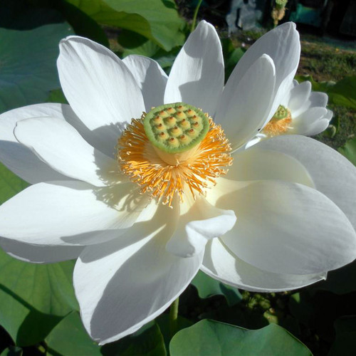 Alba Grandiflora White Lotus