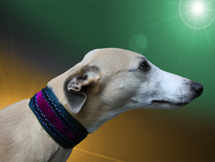 Adored A Knights Tale Whippet Collar