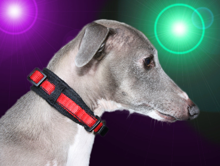 puppy & italian greyhound martingale