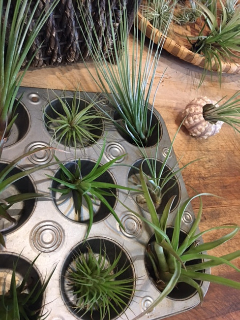 Plant Obsession Turned Side Business