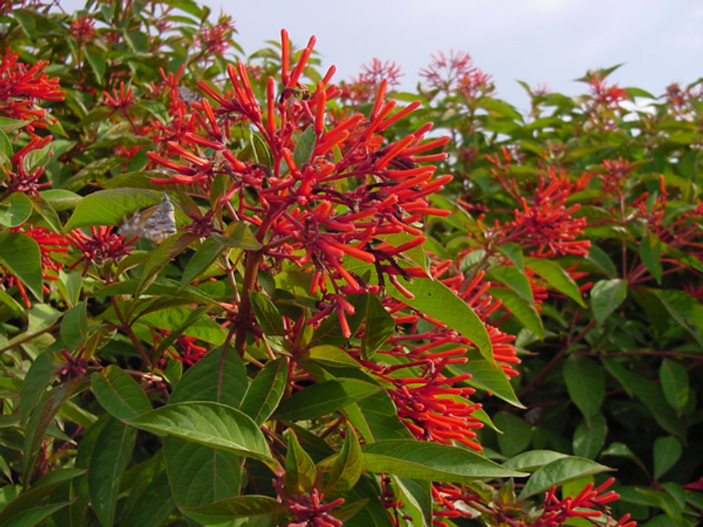 Hamelia patens Firebush 1gallon Mail Order Natives
