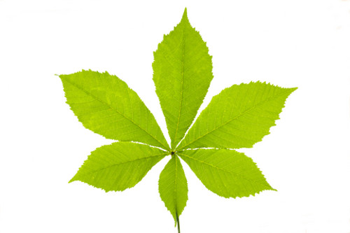 Bach Flower Essence - Chestnut Bud