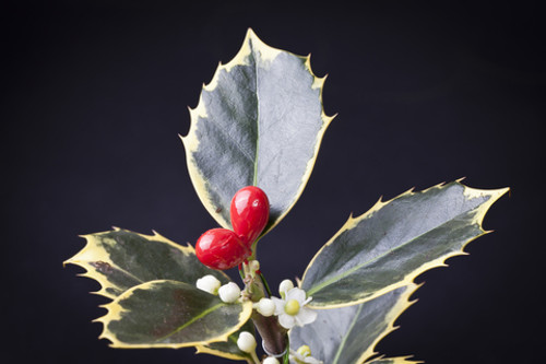 Bach Flower Essence - Holly