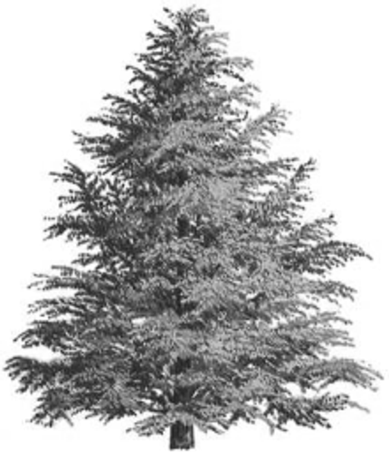 Cedarwood(Cedrus atlantica) Essential Oil - 5 ml