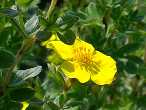 Potentilla, Choteau Potentilla, Choteau