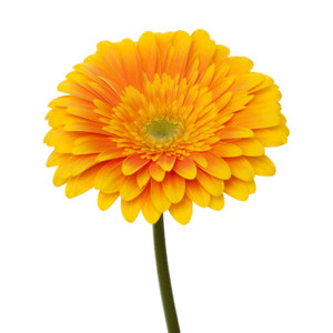Gerbera Light Center