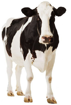 Cow - Lifesize Cardboard Cutout / Standee Cow - Lifesize Cardboard Cutout / Standee