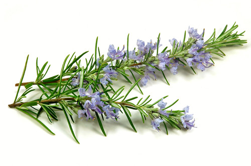 Rosemary Essential Oil