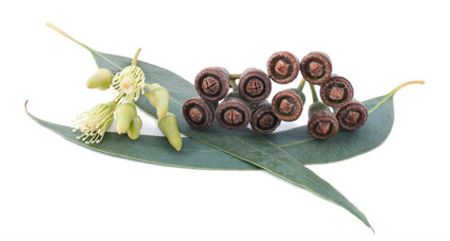 Eucalyptus Essential Oil