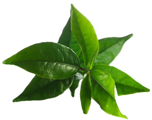 Tea Tree Essential Oil