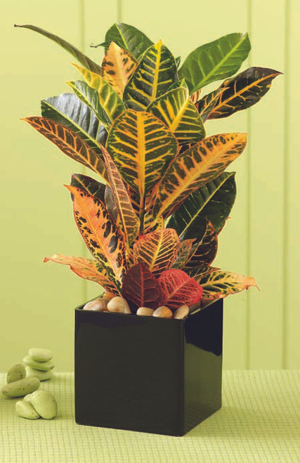 Croton Plant Croton Plant