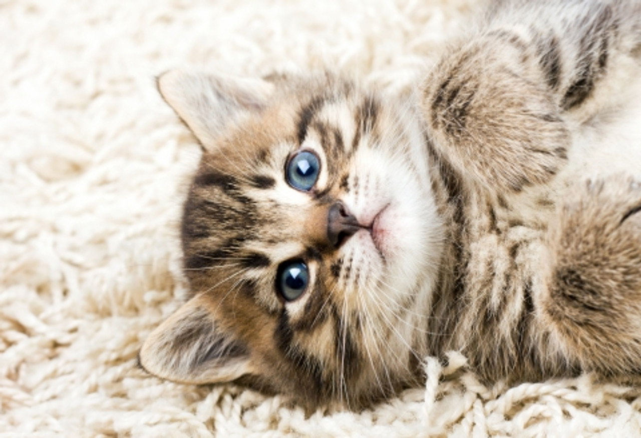 Essential Oils and Your Cat: What You Need to Know