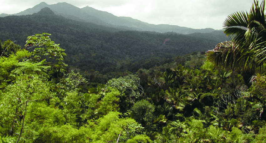 Luquillo Experimental Forest