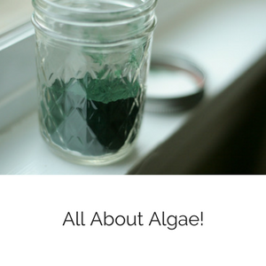 allaboutalgaeblog300.png allaboutalgaeblog300.png