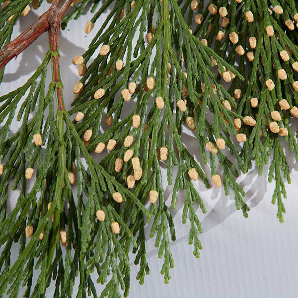 Holiday Boughs Oregon Heartwood