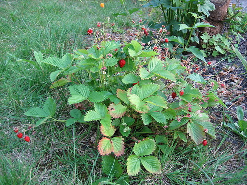 Wild Strawberry Plants For Sale | Buy Fragaria Virginiana