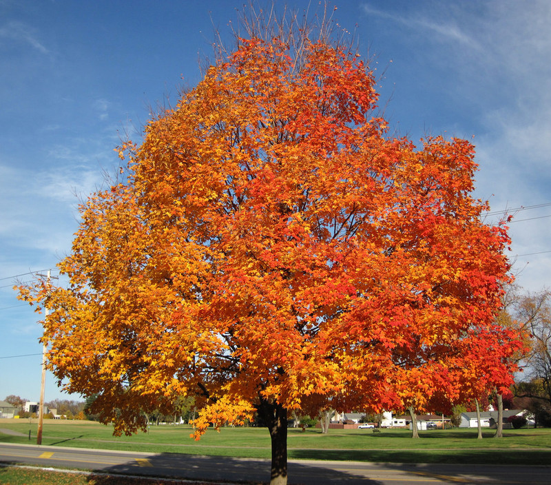 Image result for maple tree