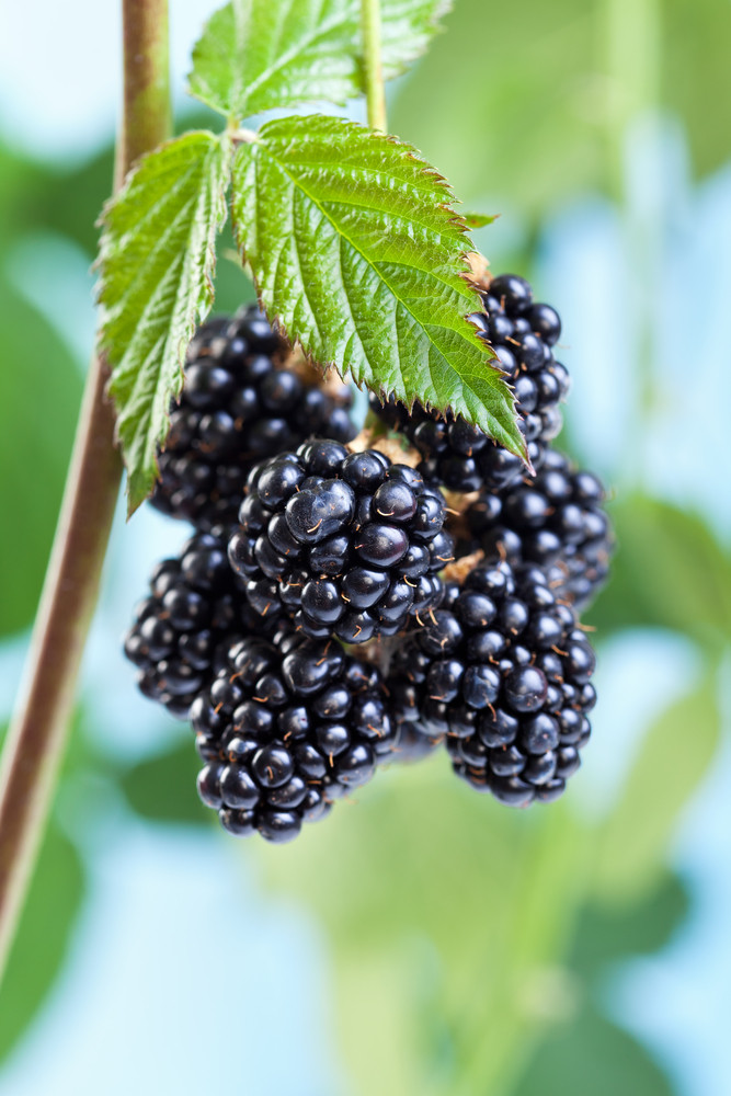 Wild Blackberry For Sale | Buy Wild Blackberry Bushes Online